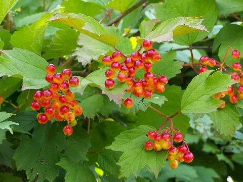 A fruiting Viburnum opulus plant.