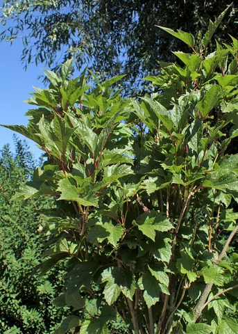 The growth habit of Viburnum trilobum cultivar 'Spring Red Compact'.