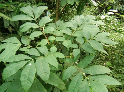 Leaves of Carya cordiformis.