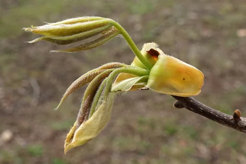 Young shoots and leaves of Carya glabra.