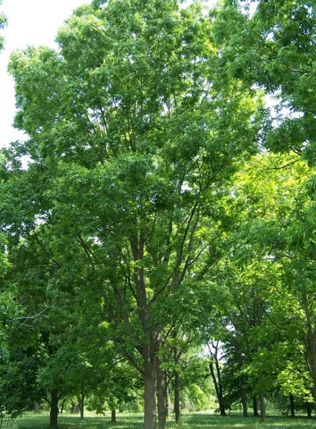 A Carya illinoinensis tree.