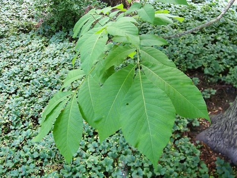 Leaves of Carya laciniosa.