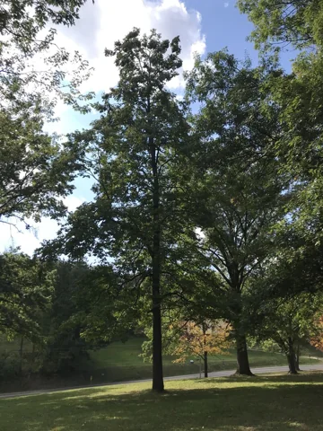 A Diospyros virginiana tree with its trunk and leafy crown.