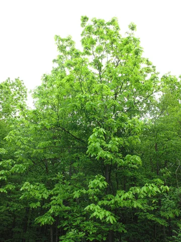 Carya ovata growing among other trees.