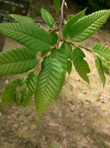 Leaves of Castanea crenata.
