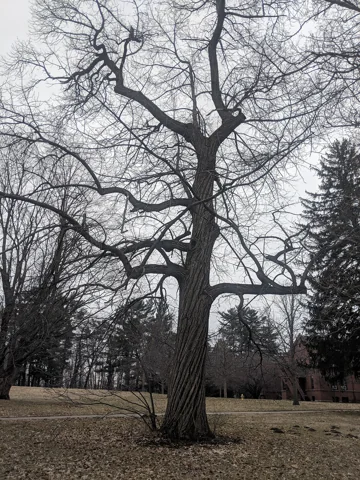 The leafless branches of Castanea dentata.