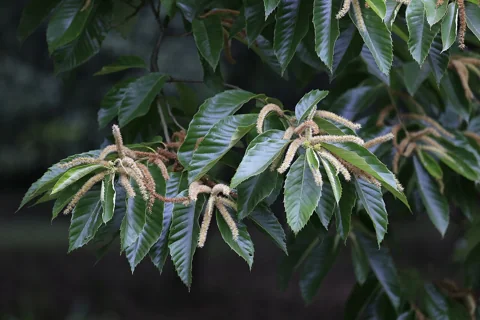Catkins of Castanea mollissima.