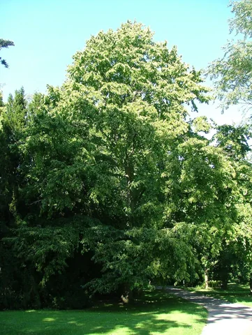 A Corylus colurna tree.