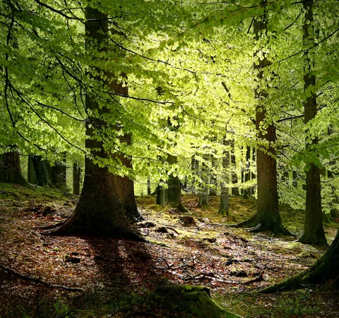 Fagus sylvatica trees with fresh foliage in a beech woodland.