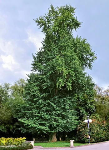 A Ginkgo biloba tree.