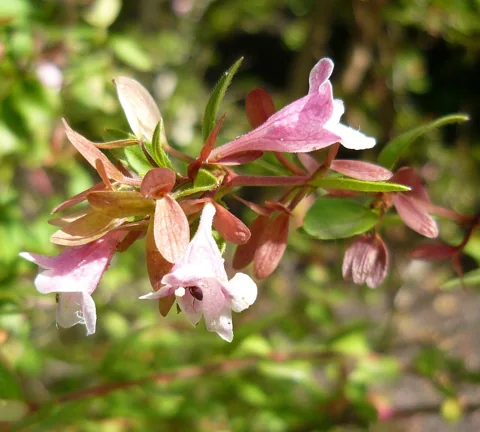 Pink flowers and foliage of Abelia schumannii.
