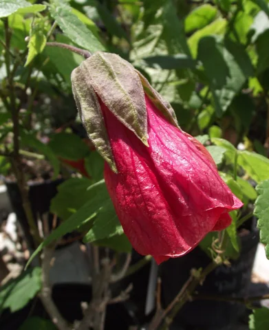 A red hanging flower of Abutilon × hybridum 'Red Monarch'.