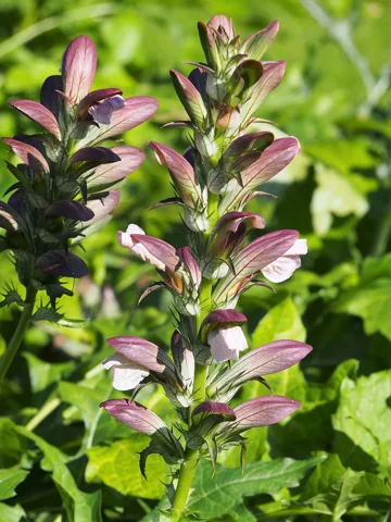 Flowering stems of Acanthus mollis.
