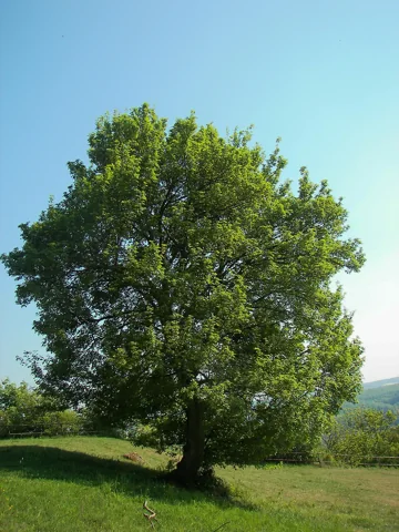 A Acer campestre tree.