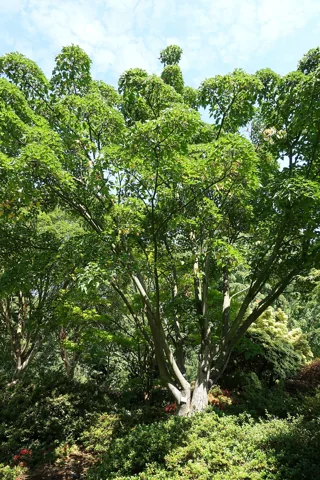 Acer capillipes growing in a botanical garden.