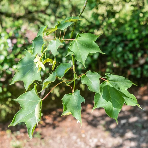 A leafy branch of Acer cappadocicum.