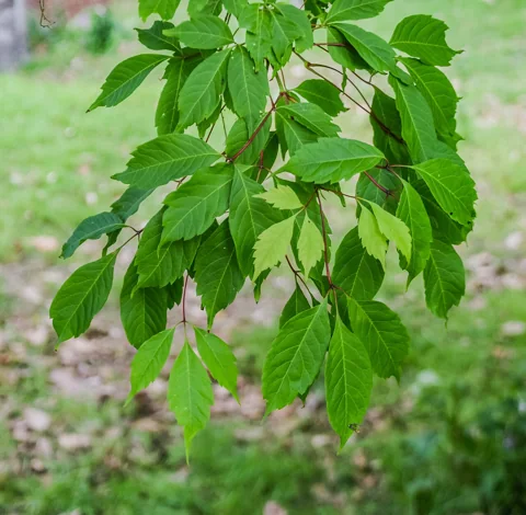 Green foliage of Acer cissifolium.