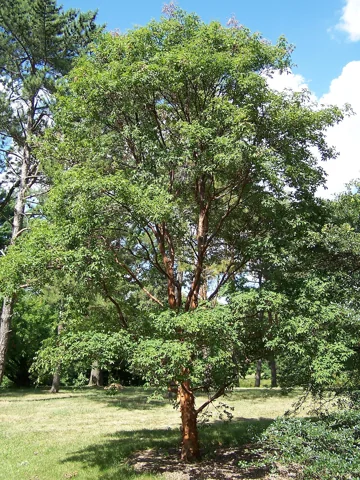 Acer griseum showing its branching form and leafy crown.
