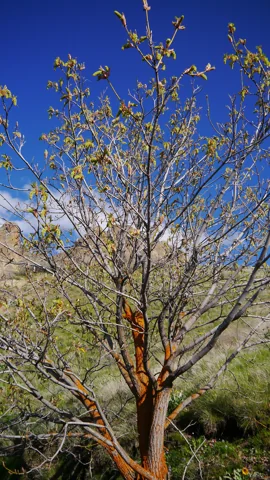 Acer macrophyllum with opening buds and flowers.