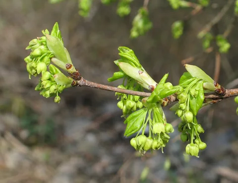 Flower buds and emerging leaves of Acer monspessulanum.