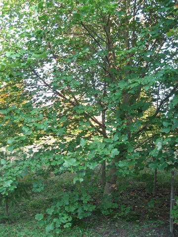 Acer opalus growing among other trees.