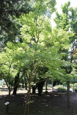 Acer palmatum growing in a botanical garden.
