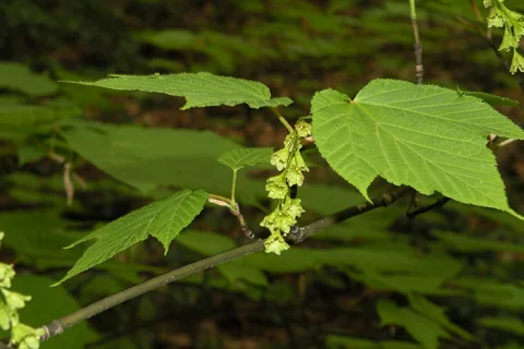Leaves and hanging flowers of Acer pensylvanicum.