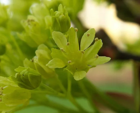 A close view of a flower of Acer platanoides.
