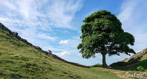 Acer pseudoplatanus at Sycamore Gap, photographed in 2018.