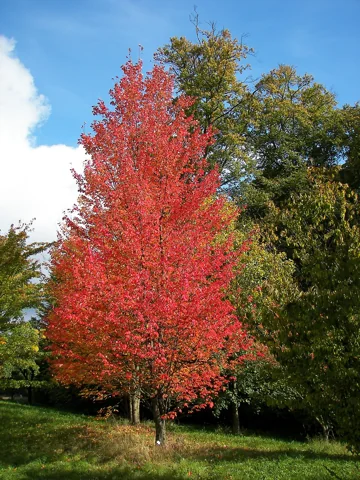 Acer rubrum displaying red autumn foliage.