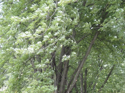 The leafy crown and branches of Acer saccharinum.
