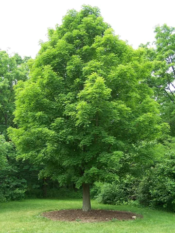 Acer saccharum with a full green crown.