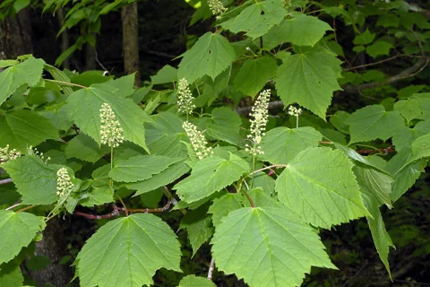 Flowering branches and green leaves of Acer spicatum.
