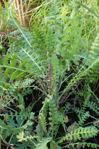 Finely divided foliage of Achillea filipendulina.