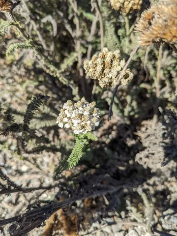 Achillea millefolium plant with finely divided leaves and a pale flower cluster.