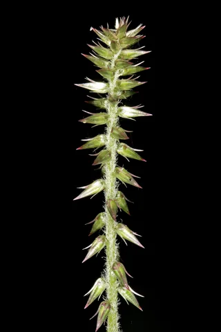 A developing flower spike of Achyranthes aspera var. sicula.