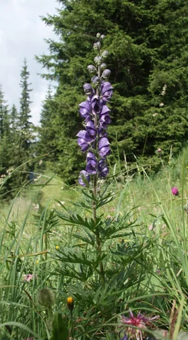 A flowering stem and foliage of Aconitum napellus.