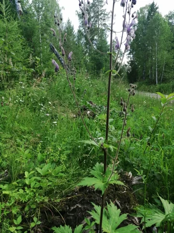 Tall flowering stem and divided basal foliage of Aconitum septentrionale.