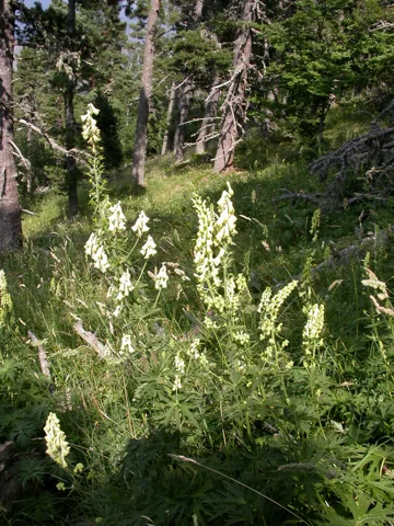 Pale flowering stems of Aconitum vulparia growing among other vegetation.
