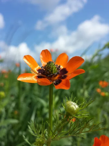 An orange-red flower and bud of Adonis aestivalis.