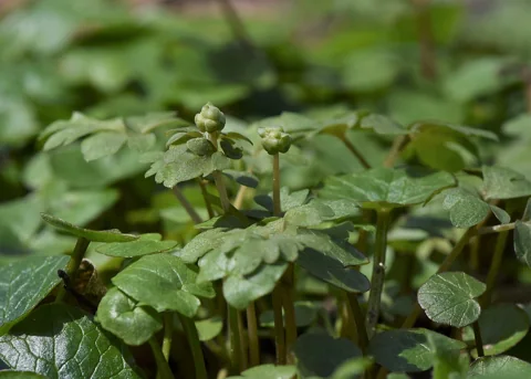 Adoxa moschatellina with leaves and developing flower heads.
