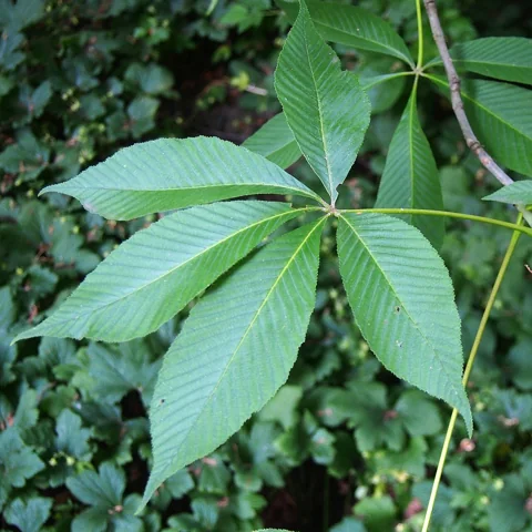 A green compound leaf on an Aesculus flava branch.