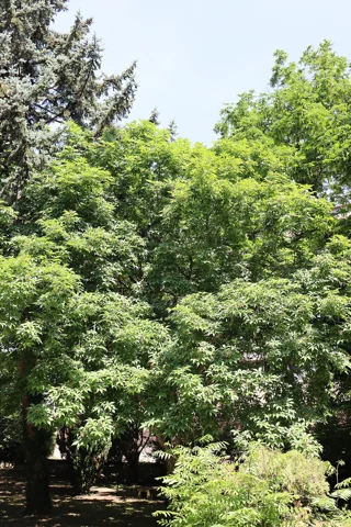 Aesculus glabra growing as a leafy tree.