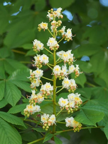 A white flower cluster and leaves of Aesculus hippocastanum.