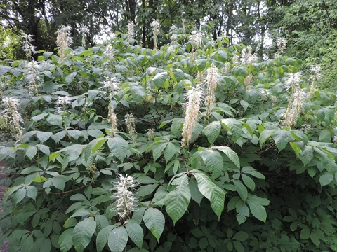 A flowering shrub of Aesculus parviflora.