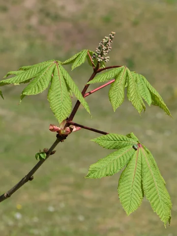 Young leaves on a branch of Aesculus × carnea.