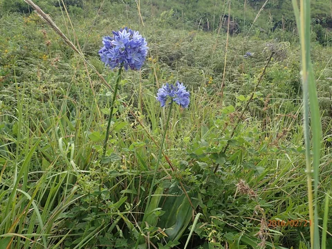 Agapanthus campanulatus with upright flower stems and strap-shaped foliage.