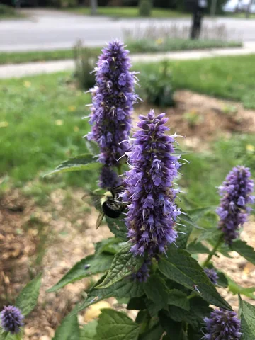 Flowers of Agastache foeniculum visited by a bumblebee.