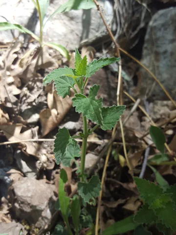 A leafy stem of Agastache pringlei.