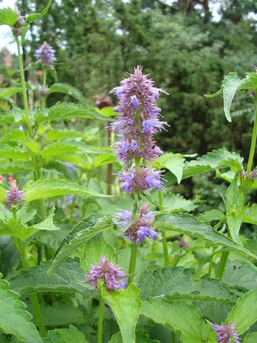Agastache rugosa in flower.